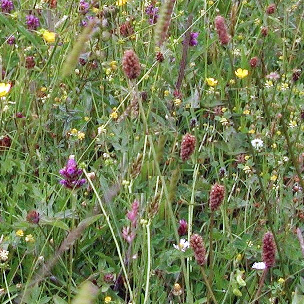 Ecoseeds Wildflowers